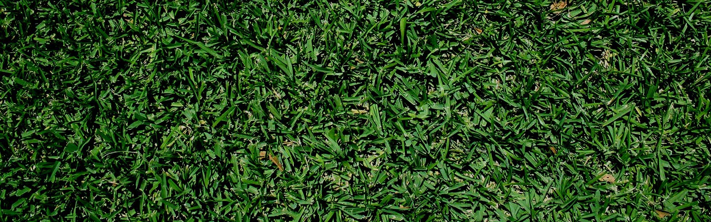 St.Augustine2-1440x450 | Starr Turf Grass | Sunnyvale, TX