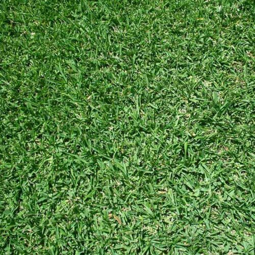 St Augustine Grass By Starr Turf Grass In Sunnyvale Tx